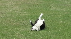 Tess Rolling in Grass